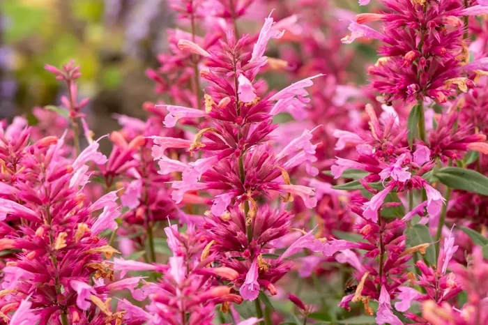 Agastache ‚Rosie Posie‘ ® (Duftnessel)