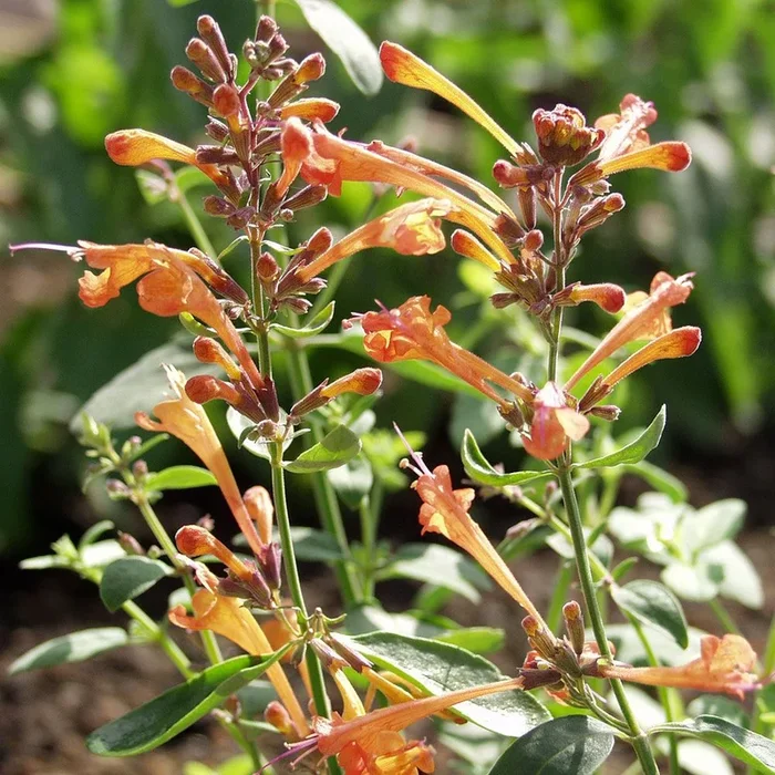 Agastache aurantiaca