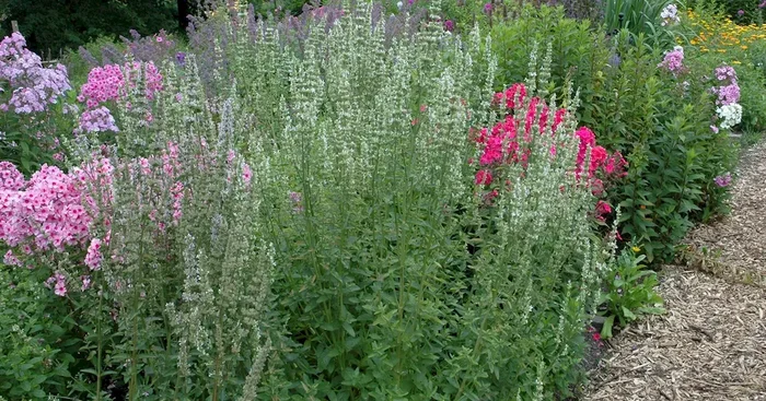 Agastache rugosa ‚Alabaster‘