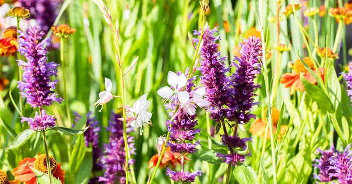 Agastache rugosa ‚Blue Boa‘ ®