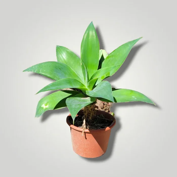 Agava attenuata – Drachenbaum Agave