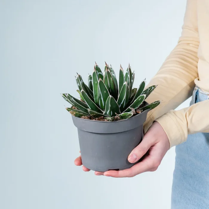 Agave ‚Victoriae Reginae‘