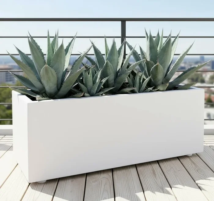 Agave Americana in white Grp Pot 90x30x30
