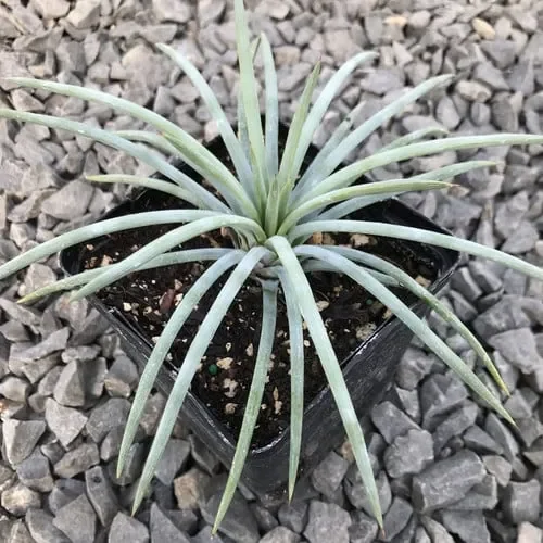 Agave Tenuifolia