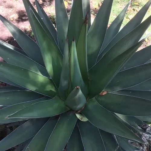 Agave Triangularis