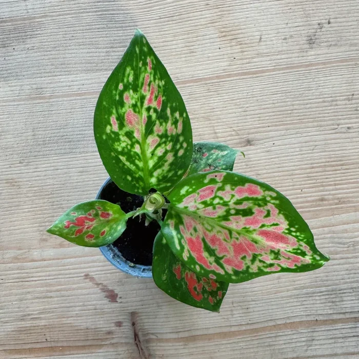 Aglaonema ‚Lucky Red‘ | Kolbenfaden