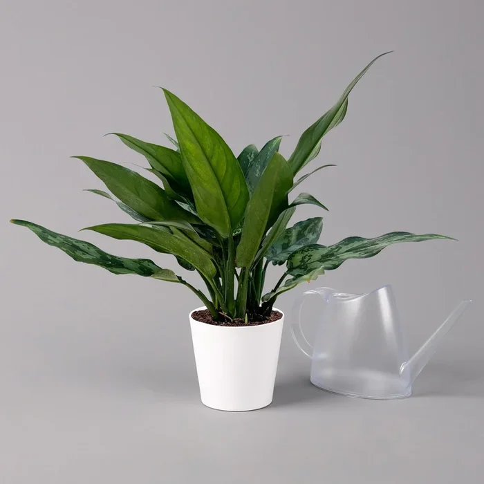 Aglaonema ‚Maria‘, mit Übertopf Dallas weiß, Topf-Ø 12 cm