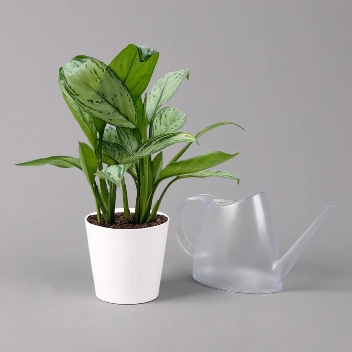Aglaonema ‚Maria Christina‘, mit Übertopf Dallas weiß, Topf-Ø 12 cm