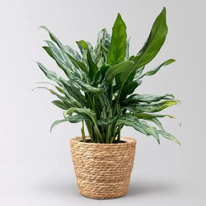 Aglaonema ‚Miss Juliette‘, in Korb Osaka, Topf-Ø 17 cm, Höhe ca. 55 cm