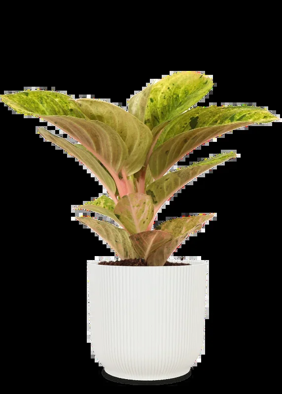 Aglaonema Apple Fantasy (Kolbenfaden) (S)