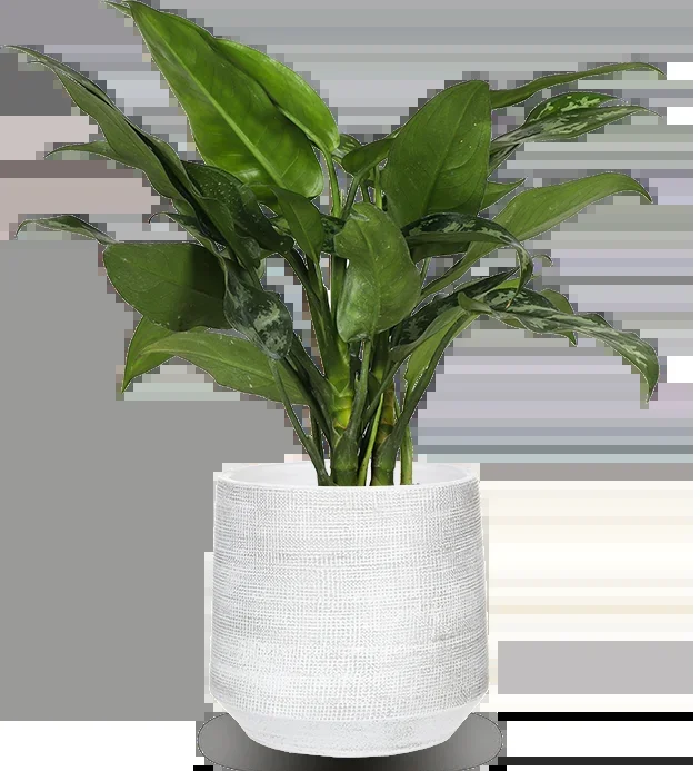 Aglaonema maria (Kolbenfaden)