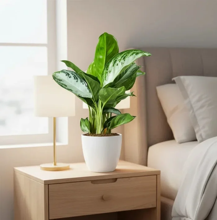 Aglaonema Pattaya Beauty