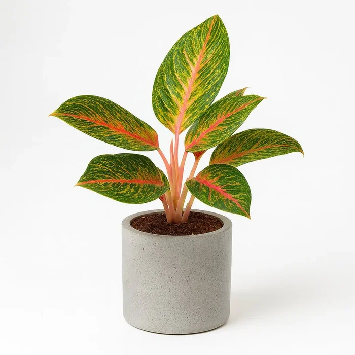 Aglaonema Spring Red – 60cm