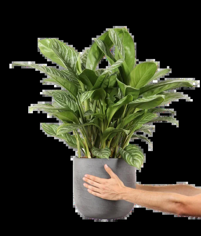 Aglaonema stripes (Kolbenfaden)