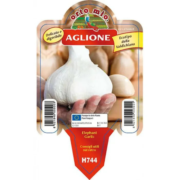 Aglione Knoblauchpflanze aus dem Val di Chiana in Vase