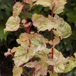 Ahorn (Acer conspicuum ‚Silver Cardinal‘)