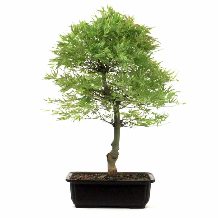 Ahorn Bonsai Higasayama aus Japan 55 cm