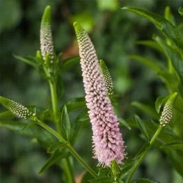 Ähren-Ehrenpreis (Veronica spicata) First Choice