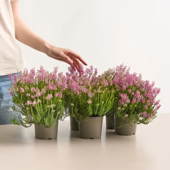 Ährenheide Rosa – 6 Stück
