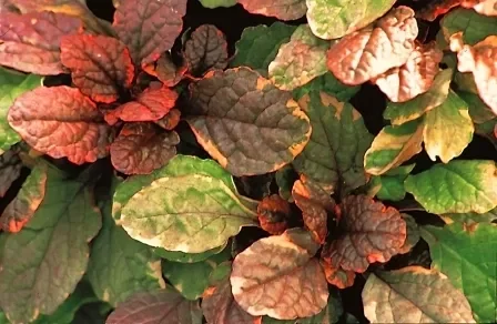 Ajuga reptans „Burgundy Glow“ / Günsel