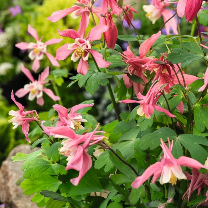 Akelei ‚RockCollection®‘ Rosa