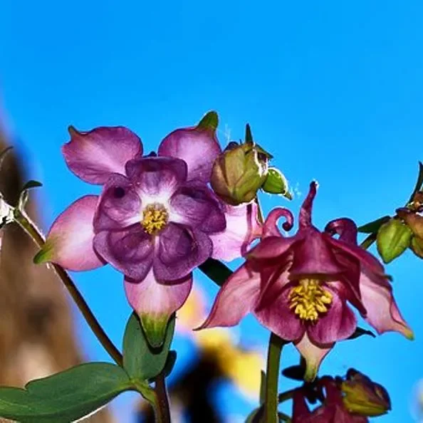 Akelei Aquilegia vulg. plena Black Barlow schwarzviolette Blüte von Mai – Juni Staude im 0,5 L Topf