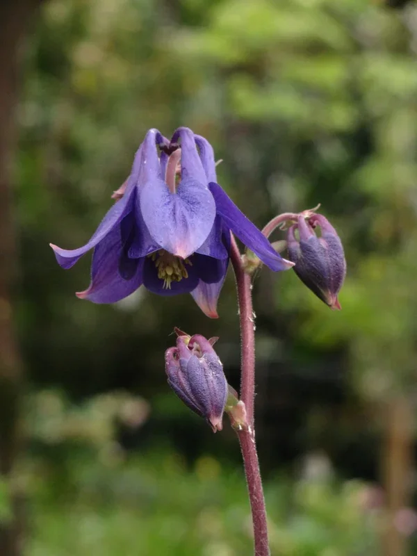 Akelei – Aquilegia vulgaris