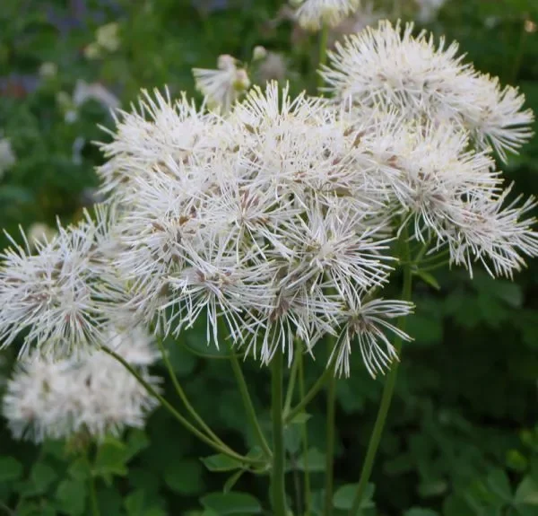 Akeleiblättrige Wiesenraute „Album“ (Thalictrum aquilegifolium „Album“) „Bio“