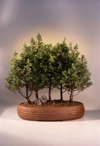 Alaska Cedar Bonsai Tree(chamecyparis thoides andelensis „little jamie“)