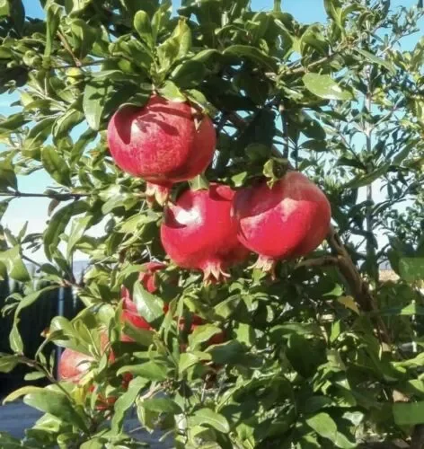 ALBERI DA FRUTTO di MELOGRANO WONDERFUL varietà dolce 3 anni 165 cm