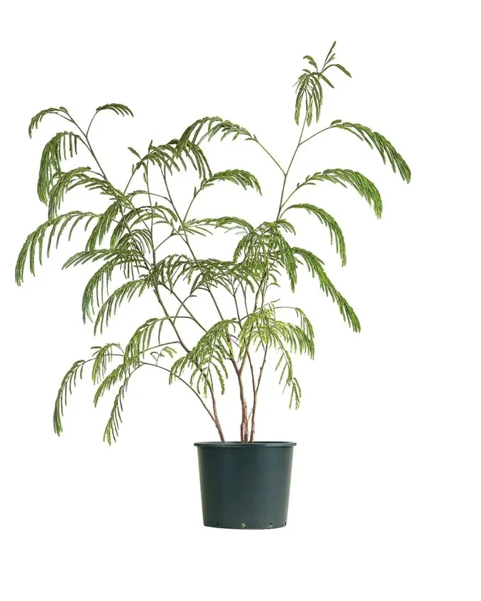 Albizia julibrissin Rosea – Seidenbaum
