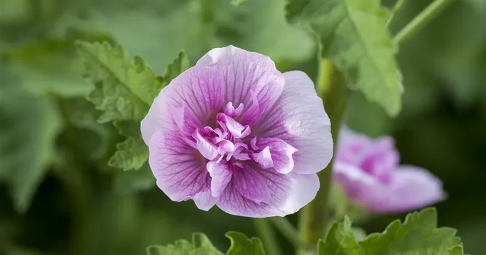 Alcalthaea suffrutescens ‚Parkrondell‘