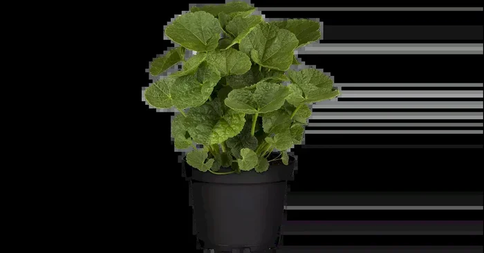 Alcea rosea ‚Pleniflora gelb‘