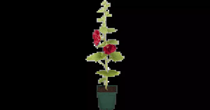 Alcea rosea ‚Pleniflora gelb‘