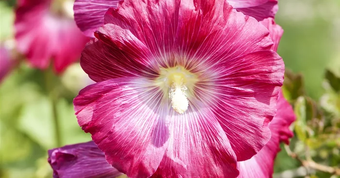 Alcea rosea Mix