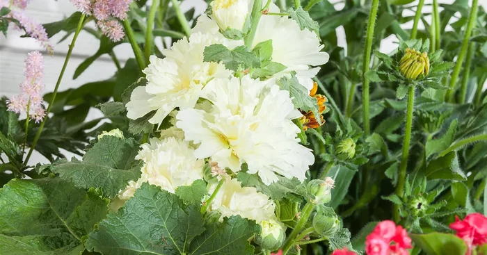 Alcea rosea plena${2}