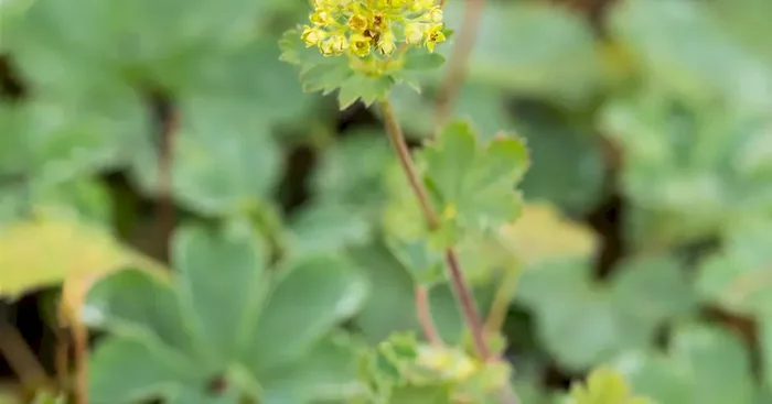 Alchemilla erythropoda