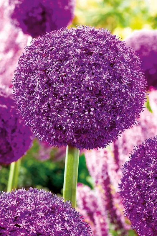 Allium ‚Ambassador‘ ® (Kugellauch I Zierlauch ‚Ambassador‘ ®)
