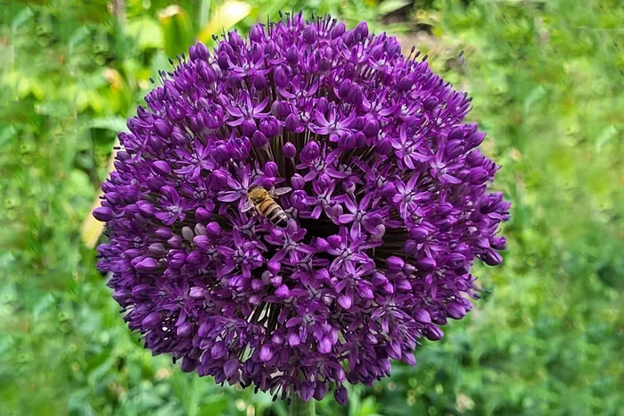 Allium ‚Dutchman‘ (Zierlauch)