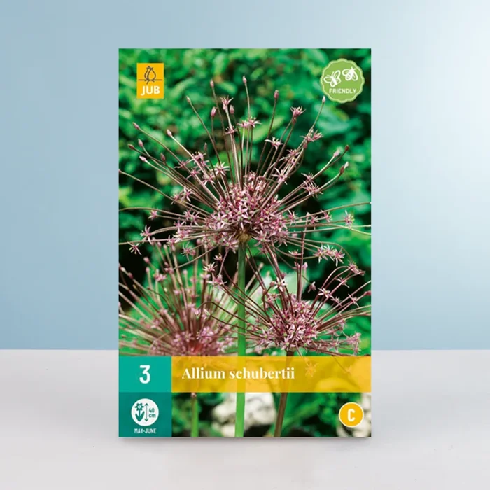 Allium ‚Schubertii‘ – 3 Zwiebeln