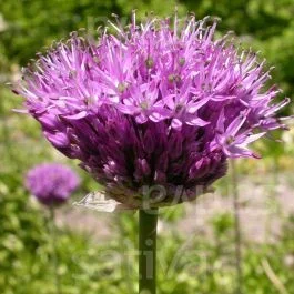 Allium aflatunense ‚Purple Sensation‘ – Iranischer Blumenlauch