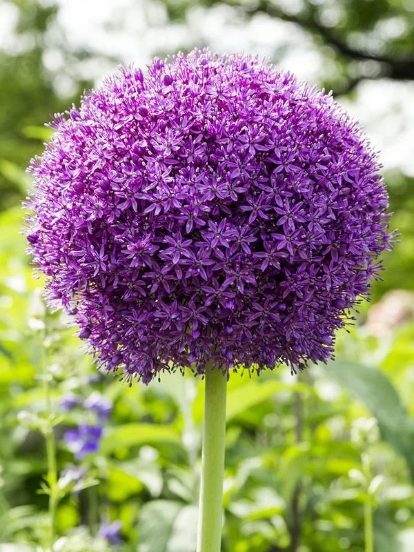 Allium Ambassador (Zierlauch)