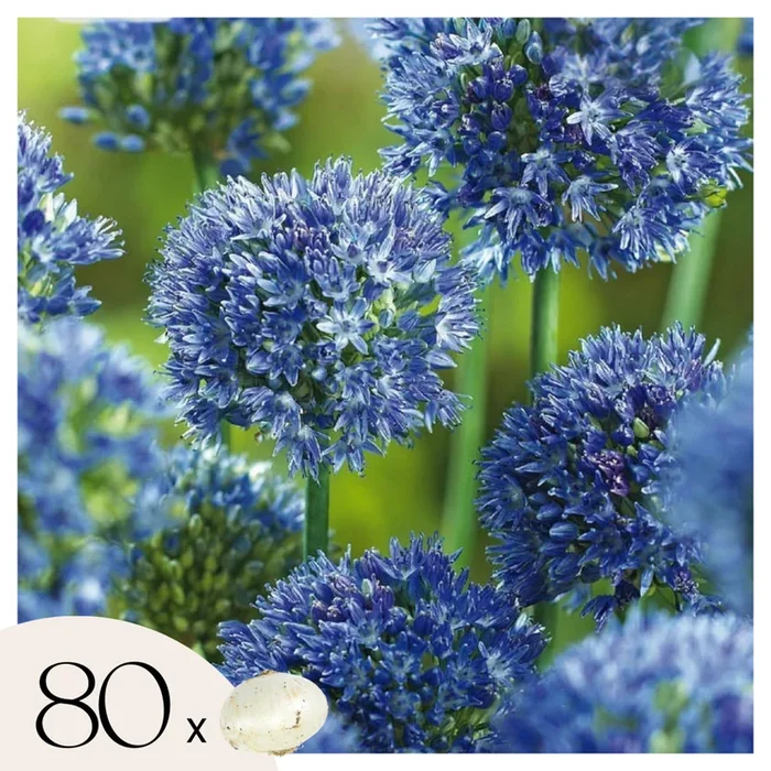 Allium Caeruleum – Set of 80 – Flower Bulbs