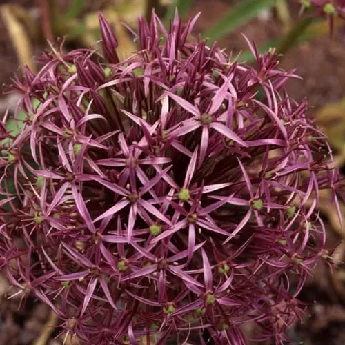 Allium Christophii