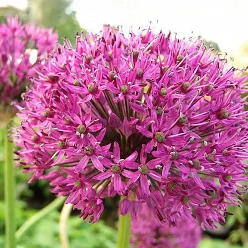 Allium Hollandicum ‚Purple Sensation‘