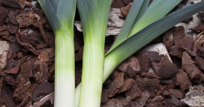 Allium porrum${2}