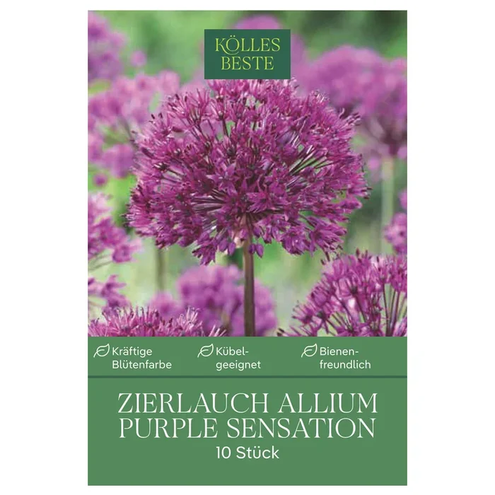 Allium Purple Sensation (Zierlauch) purpur, 10 Blumenzwiebeln