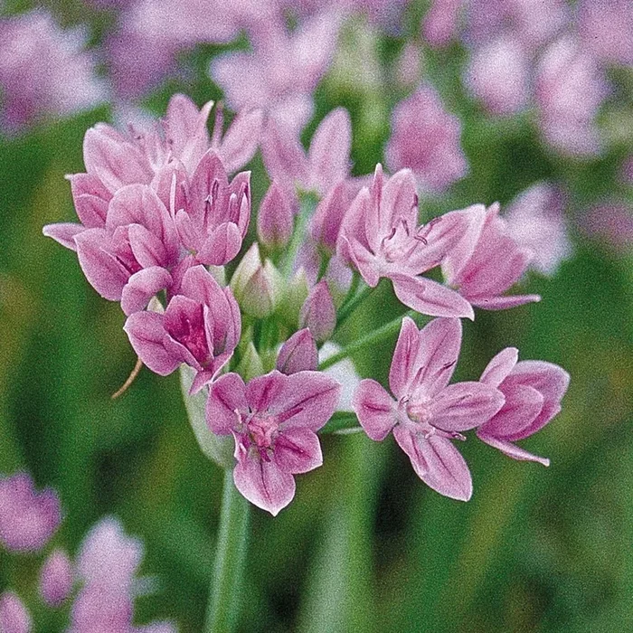 Allium