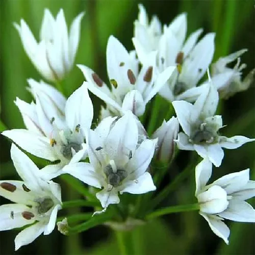 Allium Ramosum
