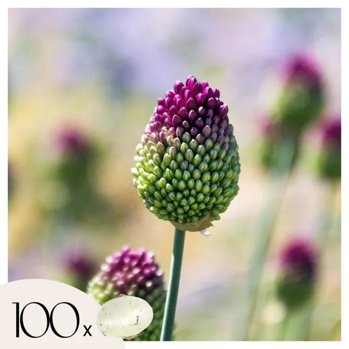 Allium Sphaerocephalon – x100 – Drumstick – Flower bulbs